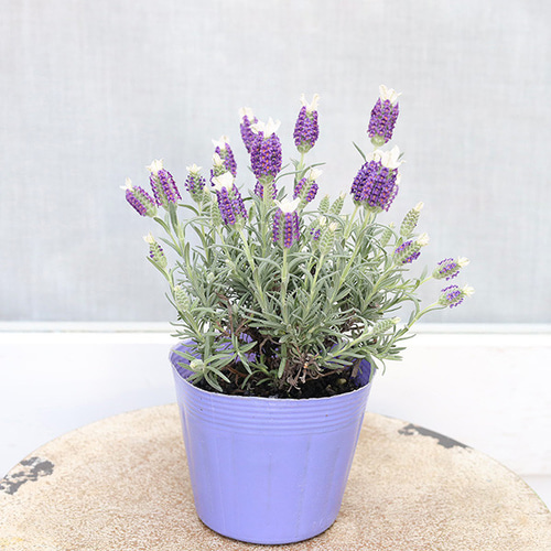 花苗 フレンチラベンダー わたぼうし 3.5号 多年草 育てやすい 春 秋