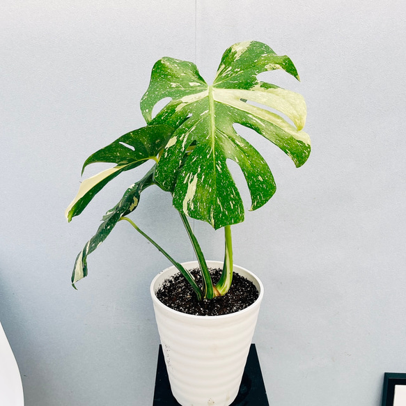 モンステラ 希少 実 大型 観葉植物