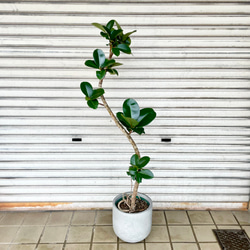 光触媒　人工観葉植物　ウォールグリーン　フェイクグリーン　ユーカリポット180 er_img_597.jpg