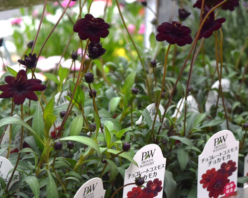 チョコレートコスモス「チョコモカ」花苗 花 苗 ガーデニング 園芸