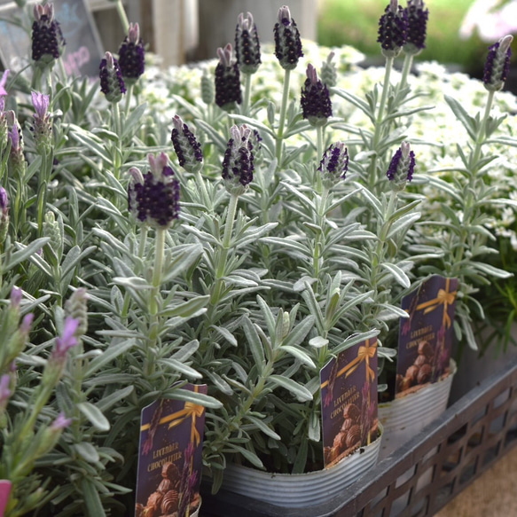 フレンチラベンダー 「ショコラティエ」 花苗 花 苗 ガーデニング