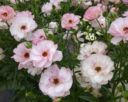 花苗■ラナンキュラス　ラックスシリーズ■リーベラ ラナンキュラスラックス リーベラ苗｜Yahoo!フリマ（旧PayPayフリマ）