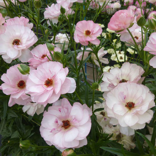 花苗□ラナンキュラス ラックスシリーズ□ヴィーナス□3号サイズ1