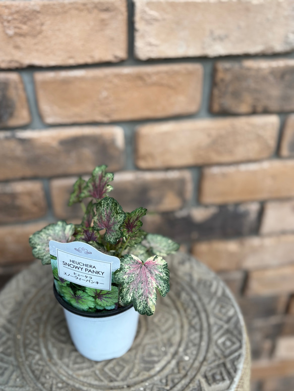 ヒューケラ スノーウィーパンキー 苗【現品発送】 ヒューケラ スノーウィーパンキー 苗【現品発送】