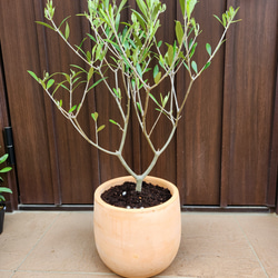 ボリューム美樹形　パールアカシア　鉢植え　２本立ち　ミモザ　苗　オージープランツ ボリューム大苗 パールアカシア ポット苗K ミモザ 苗 オージー