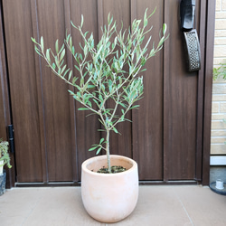 大株 ユッカロストラータ エアーポット鉢植え 苗 ロックガーデン