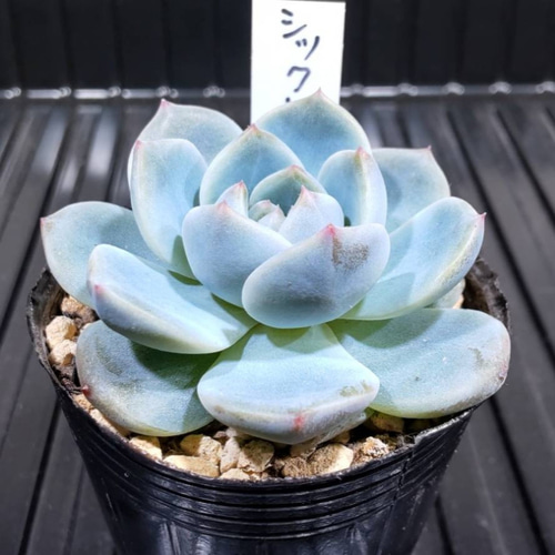 青緑色の多肉植物*4 青緑色の多肉植物 - メルカリ