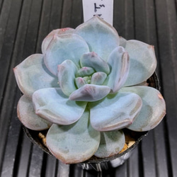 み*さ様 E-578×12株 メデューサ錦 抜き苗 多肉植物 エケベリア c5fcc1d4e70db7844777df1e80a9b0