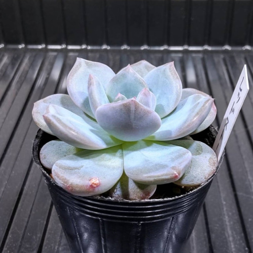 売却済み3/12札落ち(抜き苗)多肉植物 【公式通販】