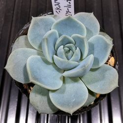 ピンクドリームデーモンコンキュバイン 多肉植物 C004 抜き苗 根付き