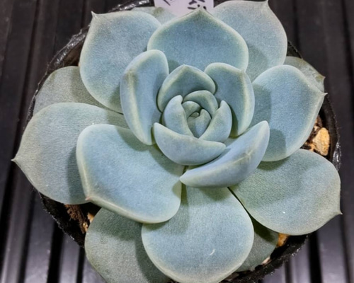 126.. 多肉植物 リモン 750円【抜き苗】 126.. 多肉植物 リモン 【抜き苗】