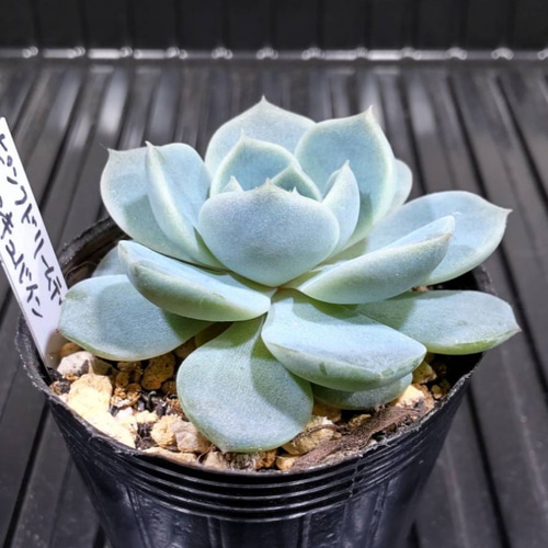 多肉植物　ベビービンゴ　脇芽付き　抜き苗 多肉植物 ベビービンゴ 脇芽付き 抜き苗