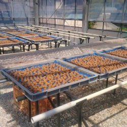 【母の日ギフト2025】☆無添加☆昔ながらの小梅セット（白干梅小梅300g、しそ漬小梅300g） 7枚目の画像