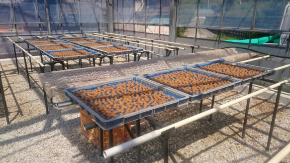 【母の日ギフト2025】☆無添加☆昔ながらの小梅セット（白干梅小梅300g、しそ漬小梅300g） 7枚目の画像