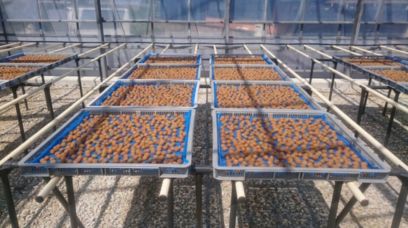 【母の日ギフト2025】☆無添加☆昔ながらの小梅セット（白干梅小梅300g、しそ漬小梅300g） 8枚目の画像