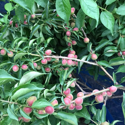 【母の日ギフト2025】☆無添加☆昔ながらの小梅セット（白干梅小梅300g、しそ漬小梅300g） 3枚目の画像