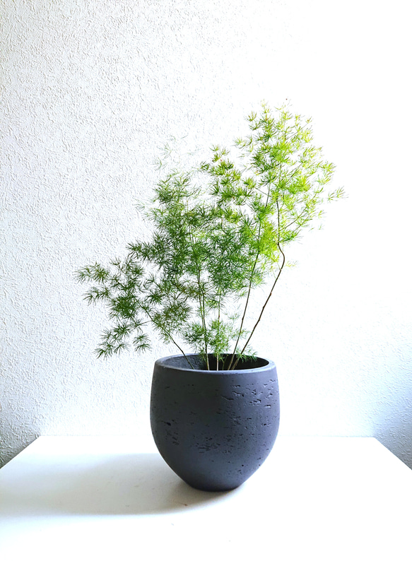 ○数量限定○ 大株 ”アスパラガス・ミリオグラタス 鉢カバーセット