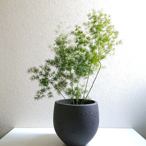 ○数量限定○ 大株 ”アスパラガス・ミリオグラタス 鉢カバーセット