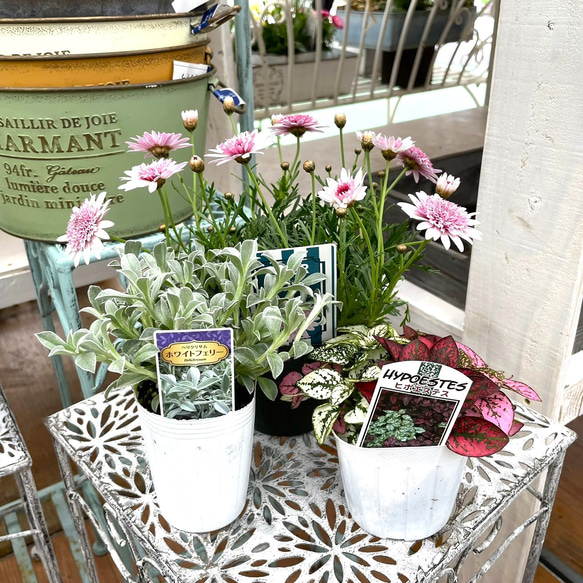 マーガレット ダークあずき」スリーポット寄せ植え※寄せ植えセット 鉢
