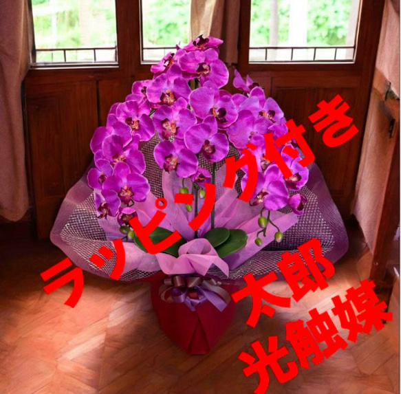 光触媒　人工観葉植物　ウォールグリーン　フェイクグリーン　胡蝶蘭7640r 1枚目の画像