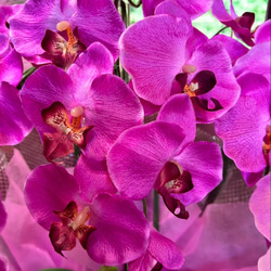 光触媒　人工観葉植物　ウォールグリーン　フェイクグリーン　胡蝶蘭7640r 6枚目の画像