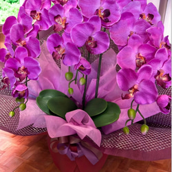 光触媒　人工観葉植物　ウォールグリーン　フェイクグリーン　胡蝶蘭7640r 3枚目の画像