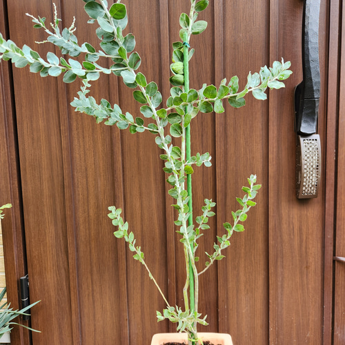 大きめ　パールアカシア　テラコッタ鉢植え　苗　苗木　ミモザ 再販♡ ボリューム株 パールアカシア タイルデザインテラコッタ鉢植え