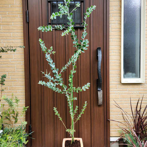 大きめ　パールアカシア　テラコッタ鉢植え　苗　苗木　ミモザ 再販 可愛い♪パールアカシア スクエア型テラコッタ鉢植え ミモザ