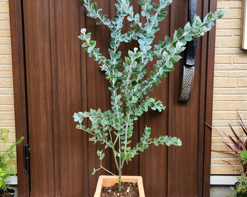 再販 可愛い♪パールアカシア スクエア型テラコッタ鉢植え