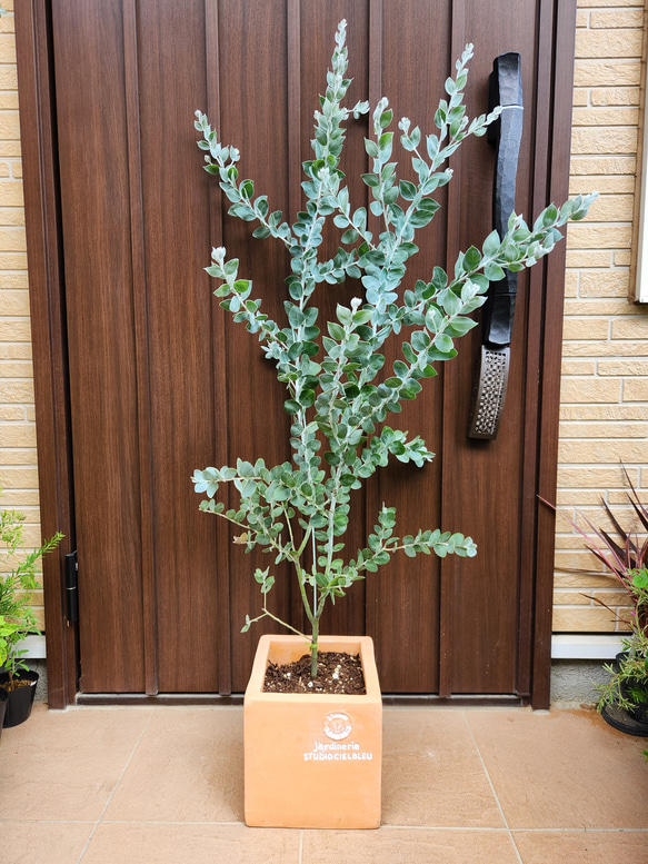 パールアカシア　大きめ7号ポット苗W　ミモザ　オージープランツ　植栽 ボリューム大苗 パールアカシア ポット苗K ミモザ 苗 オージー
