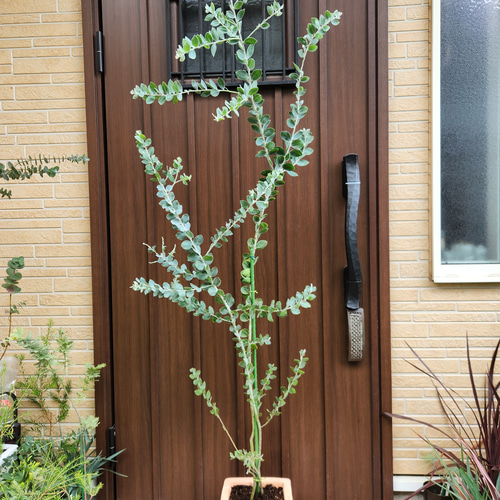 再販 可愛い♪パールアカシア スクエア型テラコッタ鉢植え