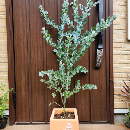 再販 可愛い♪パールアカシア スクエア型テラコッタ鉢植え