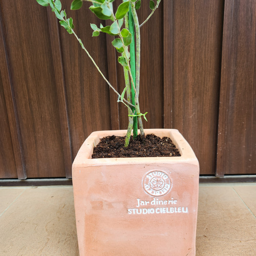 大きめ　パールアカシア　テラコッタ鉢植え　苗　苗木　ミモザ 大きめ パールアカシア ホワイトテラコッタ鉢植え 苗 ミモザ 【公式通販】