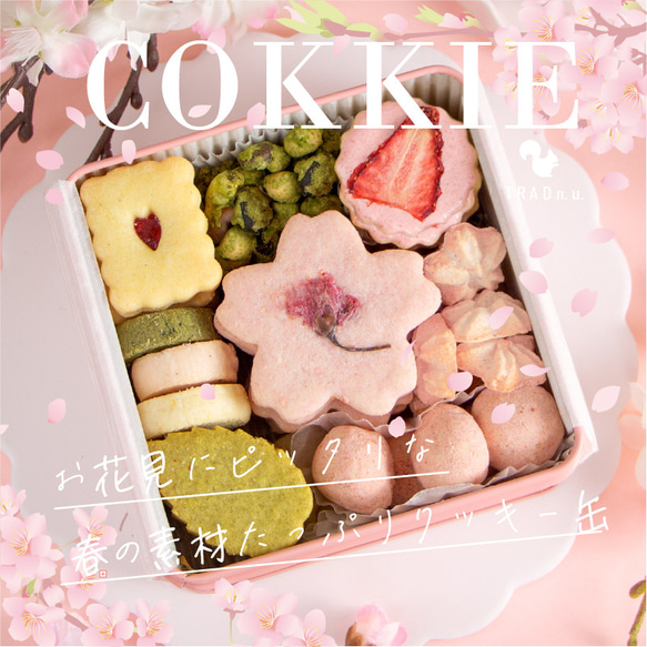 春のお花見クッキー缶|桜 いちご 水引 焼き菓子 春ギフト