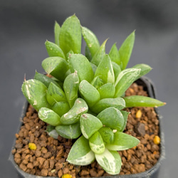 ハオルチアコレクション・氷河inわけけのお店 多肉植物 わけけの