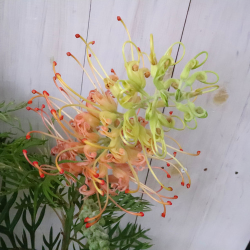 グレビレア♡ピーチアンドクリーム♡オージープランツ♡常緑♡6寸鉢