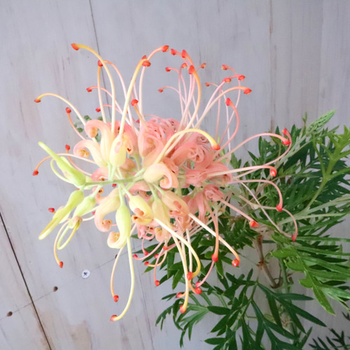 グレビレア♡ピーチアンドクリーム♡オージープランツ♡常緑♡6寸鉢