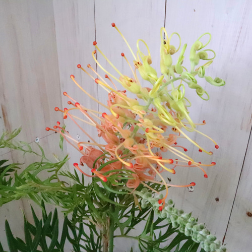 グレビレア♡ピーチアンドクリーム♡オージープランツ♡常緑♡6寸鉢