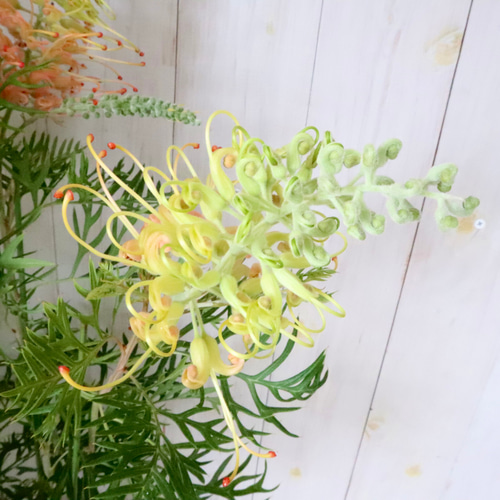 グレビレア♡ピーチアンドクリーム♡オージープランツ♡常緑♡6寸鉢