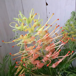 花芽付き グレビレア レッドフックス 鉢植え 苗 オージープランツ レア