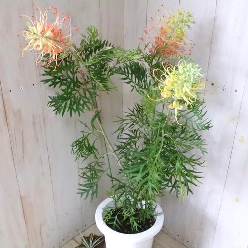 グレビレア♡ピーチアンドクリーム♡オージープランツ♡常緑♡6寸鉢