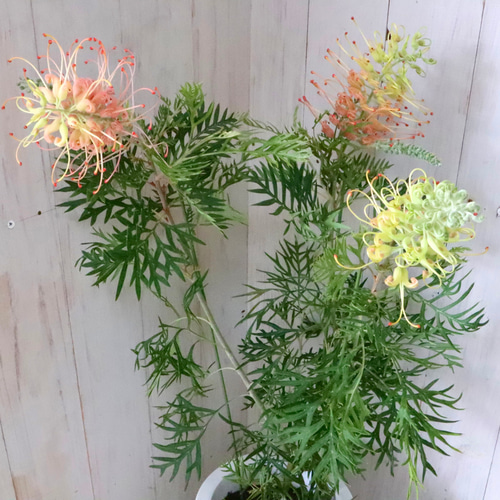 グレビレア♡ピーチアンドクリーム♡オージープランツ♡常緑♡6寸鉢