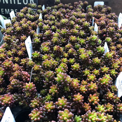 希少種♡レッドベリー♡多肉植物♡セダム♡もりもり アートフラワー