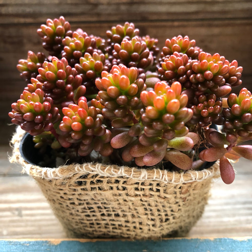 多肉植物^o^  モリモリ❣️レッドベリー 希少種♡レッドベリー♡多肉植物♡セダム♡もりもり アートフラワー