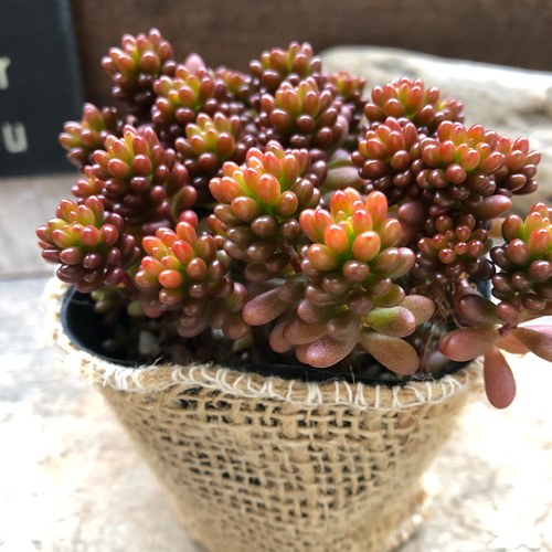 多肉植物^o^  モリモリ❣️レッドベリー 希少種♡レッドベリー♡多肉植物♡セダム♡もりもり アートフラワー