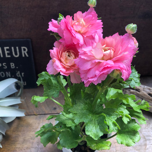 セイレン♡ラナンキュラスハイブリッド♡ラックス♡美しい♡ アート