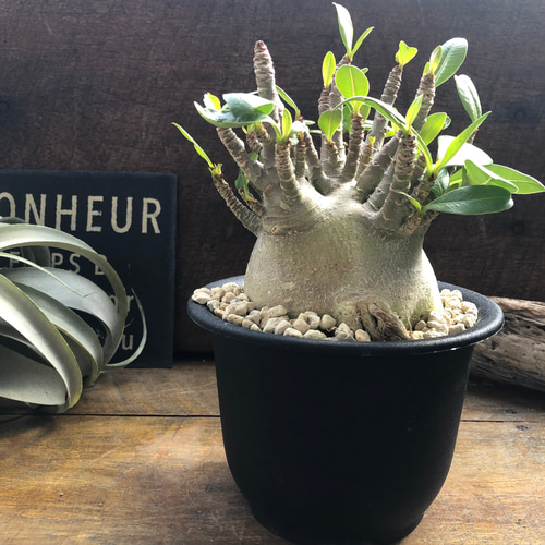 アデニウム♡モンスター♡塊根植物♡蛸足♡観葉植物 アートフラワー