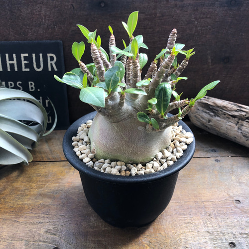 アデニウム モンスター✴️鉢付き 塊根植物 アデニウム♡モンスター♡塊根植物♡蛸足♡観葉植物 アートフラワー