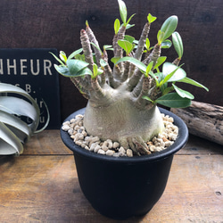 アデニウム♡モンスター♡塊根植物♡蛸足♡観葉植物 アートフラワー