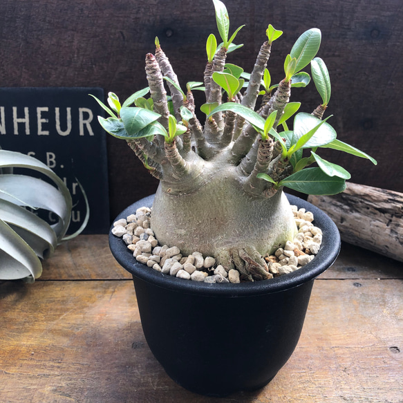 アデニウム 塊根植物 小型 塊根植物（コーデックス）】 アデニウムの育て方｜個性的な姿を